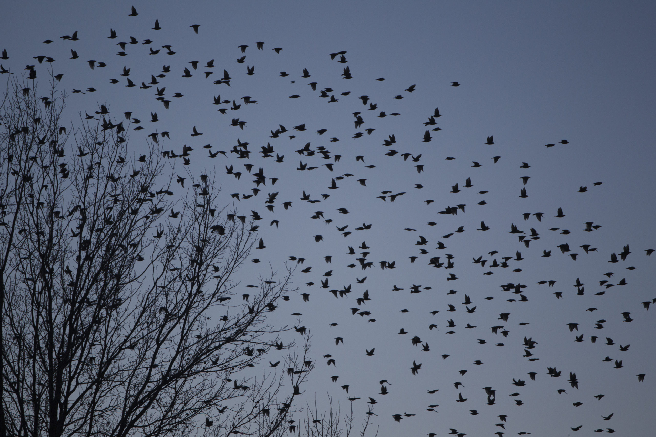 Нашествие ворон. Стая птиц. Много птиц. Стайка птиц. Птицы в небе.